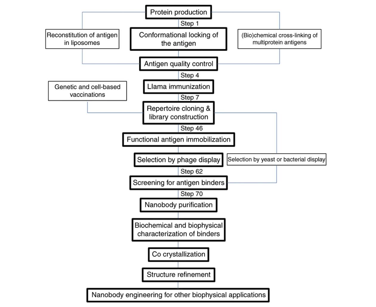 workflow-nanobody-structural-biology.jpg
