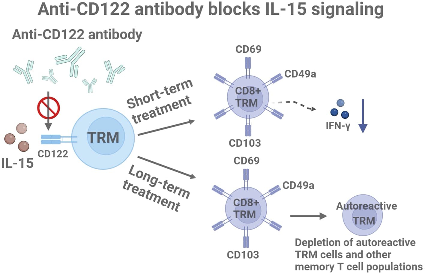 anti-cd122.jpg
