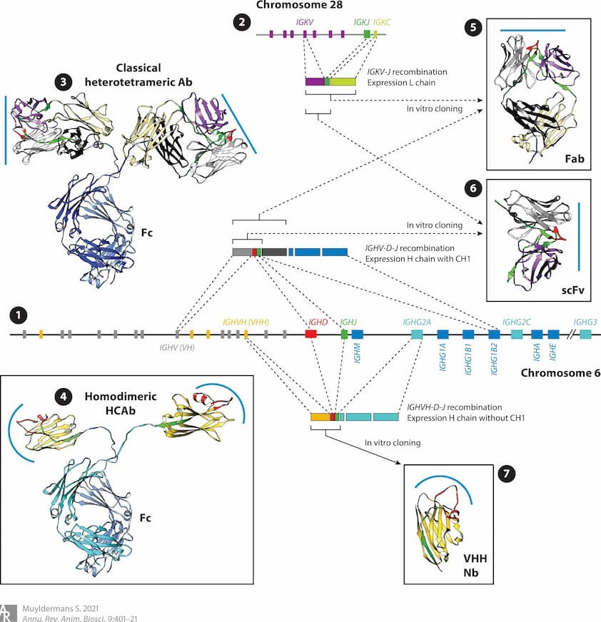 VHH Antibodies with ELISA Platforms: Applying VHH Antibodies for High-Sensitivity Detection