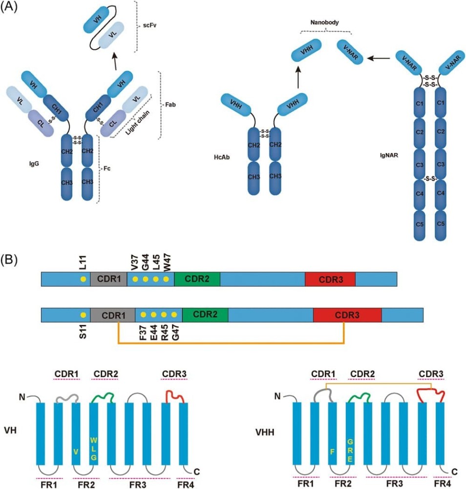 vhh-antibody.jpg