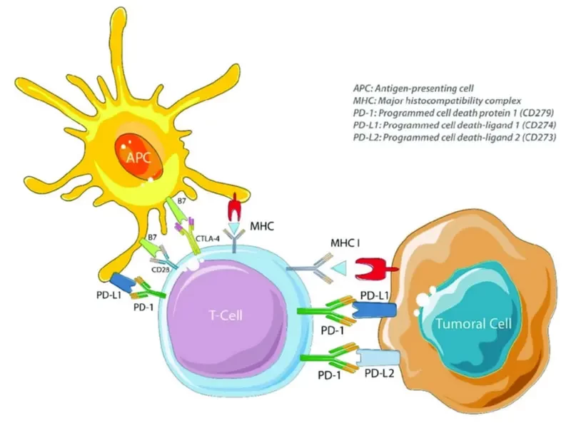 Immune Checkpoint Inhibitors and Antibody Therapeutics: A Paradigm Shift in Cancer Treatment