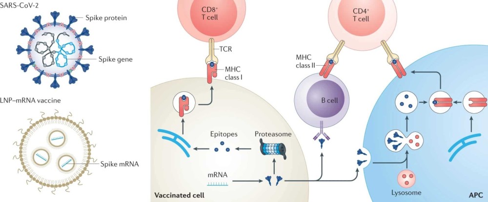 tcr-sars.jpg