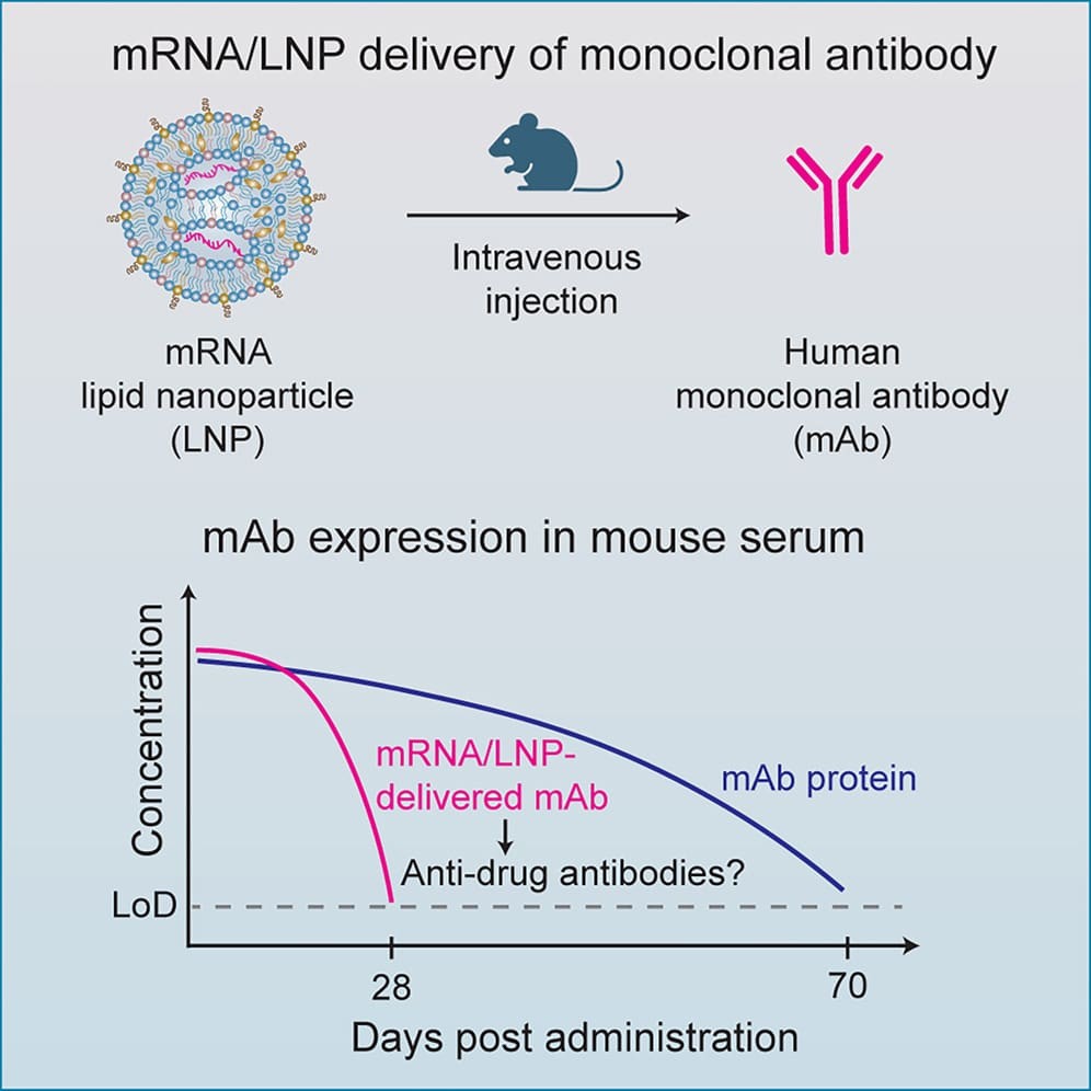 mrna.jpg