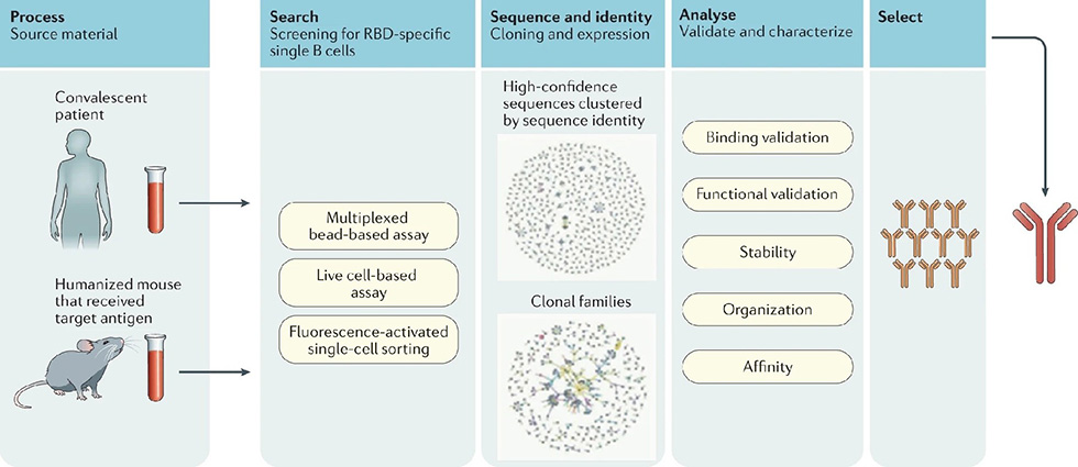 A Continued Look at the Progress of COVID Therapies